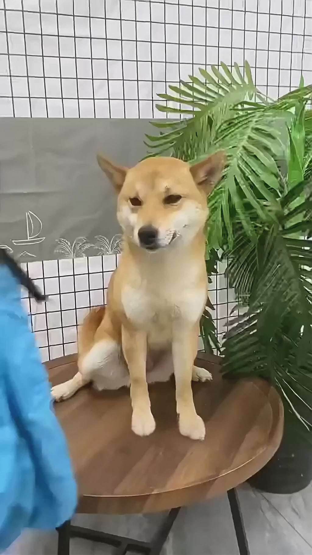 Valoras Go | Bolsa de Secado para Perros